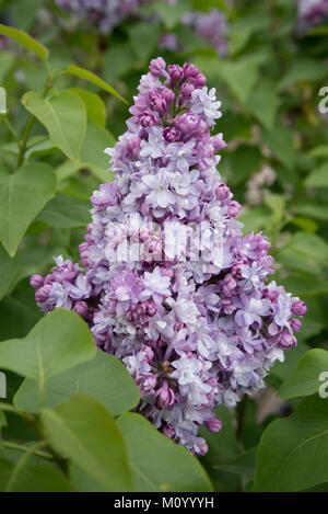 Syringa vulgaris - 'Belle de Nancy' - Flieder - lilac 'Belle de Nancy' Stock Photo
