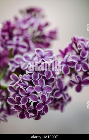 Syringa vulgaris 'Sensation' - Edelflieder Stock Photo