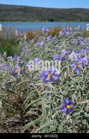 Silverleaf nightshade (Solanum elaeagnifolium) an invasive South and Central American species, flowering in coastal scrubland, Argolis, Greece. Stock Photo