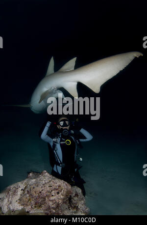 September 5, 2017 - Indian Ocean, Maldives - Scuba diver look at the Tawny nurse sharks (Nebrius ferrugineus) swims over coral reef in the night (Credit Image: © Andrey Nekrasov/ZUMA Wire/ZUMAPRESS.com) Stock Photo
