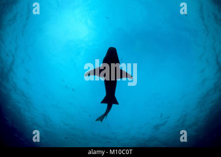 September 4, 2017 - Indian Ocean, Maldives - Silhouettes Tawny nurse sharks (Nebrius ferrugineus) swims under surface of the water (Credit Image: © Andrey Nekrasov/ZUMA Wire/ZUMAPRESS.com) Stock Photo