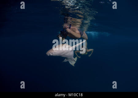 September 6, 2017 - Indian Ocean, Maldives - Underwater photographer takes a Tawny nurse sharks  (Credit Image: © Andrey Nekrasov/ZUMA Wire/ZUMAPRESS.com) Stock Photo