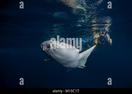 September 6, 2017 - Indian Ocean, Maldives - Underwater photographer takes a Tawny nurse sharks  (Credit Image: © Andrey Nekrasov/ZUMA Wire/ZUMAPRESS.com) Stock Photo