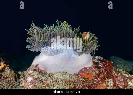 September 2, 2017 - Indian Ocean, Maldives - Maldive anemonefish (Amphiprion nigripes) swim near pink anemone (Credit Image: © Andrey Nekrasov/ZUMA Wire/ZUMAPRESS.com) Stock Photo