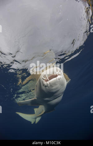 September 6, 2017 - Indian Ocean, Maldives - Tawny nurse sharks (Nebrius ferrugineus) swims under surface of the water (Credit Image: © Andrey Nekrasov/ZUMA Wire/ZUMAPRESS.com) Stock Photo