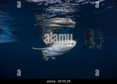 September 6, 2017 - Indian Ocean, Maldives - Underwater photographer takes a model with Tawny nurse sharks  (Credit Image: © Andrey Nekrasov/ZUMA Wire/ZUMAPRESS.com) Stock Photo
