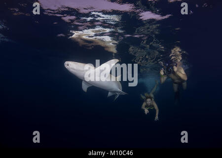 September 6, 2017 - Indian Ocean, Maldives - Underwater photographer takes a Tawny nurse sharks  (Credit Image: © Andrey Nekrasov/ZUMA Wire/ZUMAPRESS.com) Stock Photo