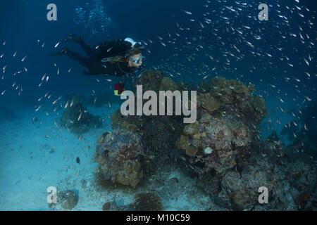 September 6, 2017 - Indian Ocean, Maldives - Female scuba diver swim near coral reef (Credit Image: © Andrey Nekrasov/ZUMA Wire/ZUMAPRESS.com) Stock Photo