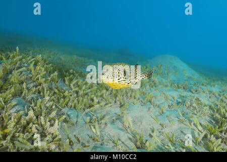 Red Sea, Marsa Alam, Abu Dabab, Egypt. 22nd Sep, 2017. Juvenile Star Pufferfish (Arothron stellatus) swim over bottom with sea grass Credit: Andrey Nekrasov/ZUMA Wire/ZUMAPRESS.com/Alamy Live News Stock Photo