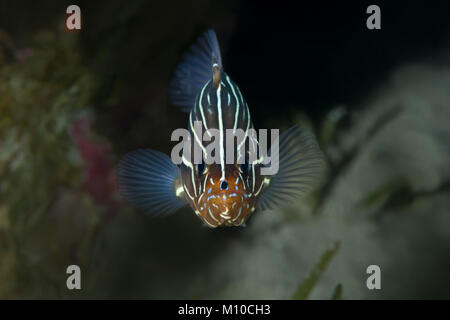 Soap fish hi-res stock photography and images - Alamy