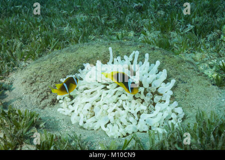 November 11, 2017 - Red Sea, Dahab, Egypt - Red Sea Anemonefish or Threebanded Anemonefish (Amphiprion bicinctus) and White (Albinism) Bubble anemone (Entacmaea quadricolor, Parasicyonis actinostoloides) in the tire - artificial reef (Credit Image: © Andrey Nekrasov/ZUMA Wire/ZUMAPRESS.com) Stock Photo