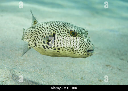 Red Sea, Dahab, Egypt. 14th Nov, 2017. young Star Pufferfish (Arothron stellatus) swim over sandy bottom Credit: Andrey Nekrasov/ZUMA Wire/ZUMAPRESS.com/Alamy Live News Stock Photo