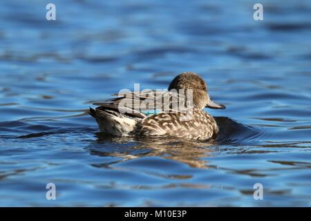 A female green winged teal Anas crecca swimming on a blue lake in winter. Stock Photo