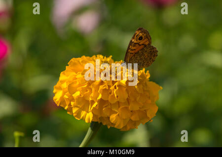 Wall Brown Butterfly on flower in the garden Stock Photo