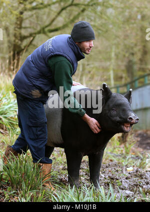 Malayan Tapir, Kingut, with his keeper Ben Cosgrove, as he celebrates his 40th birthday in his enclosure at Port Lympne Reserve near Ashford, Kent. Stock Photo