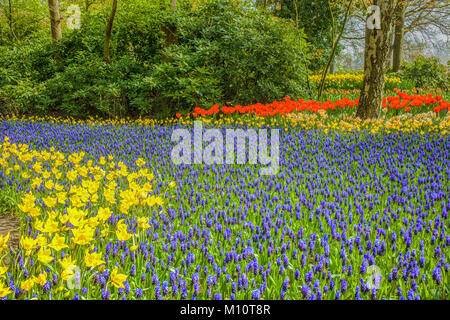 Beautiful daffodils, tulips and grape hyacinths in flowerbeds Stock Photo