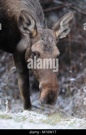 Cow Moose (Alces alces) grazing in snow along the Smith Dorrien Trail in Banff National Park, Alberta Stock Photo