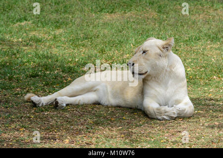 Close-up of a rare female white African lioness (Panthera leo) relaxing at a wildlife sanctuary in South Africa Stock Photo