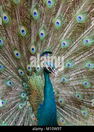 Close up portrait of an Indian peafowl, or Blue peafowl (Pavo cristatus) with his tail feathers fanned out behind him.  Commonly known as a peacock. Stock Photo