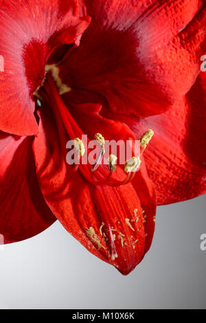 closeup of a blooming red amaryllis flower