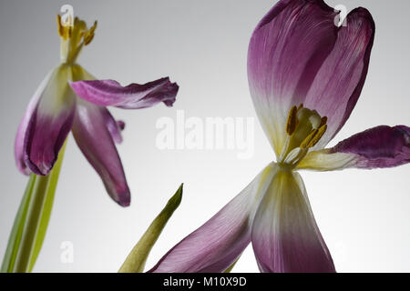 withering tulip flowers on a white background Stock Photo