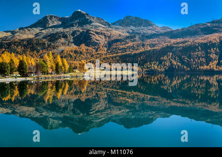 Fall foliage color in the larch trees in the Engadine Valley, Graubuden, Switzerland, Europe. Stock Photo