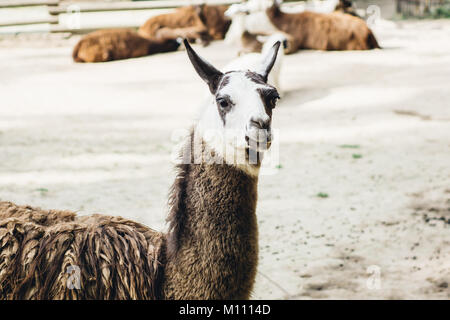 Brown and white patched llama closeup portrait Stock Photo