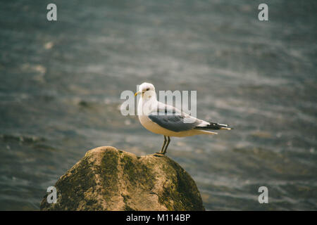 Seagull standing on a rock on the banks of Loch Lomond, Scotland Stock Photo