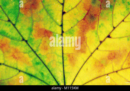 American Sweetgum, leaf detail in autumn / (Liquidambar styraciflua) | Amerikanischer Amberbaum, Blattdetail im Herbst / (Liquidambar styraciflua) Stock Photo