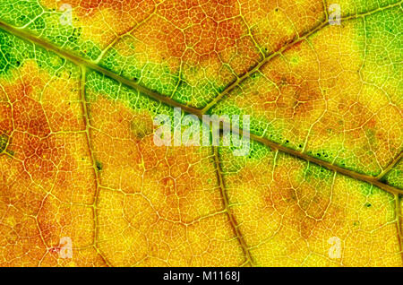 Maple, leaf detail in autumn / (Acer spec.) | Ahorn, Blattdetail im Herbst / (Acer spec.) Stock Photo