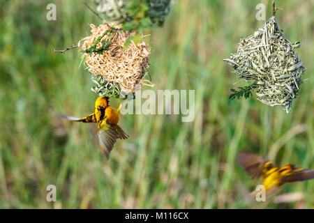 Village weaver hanging up and down under the woven nest Stock Photo