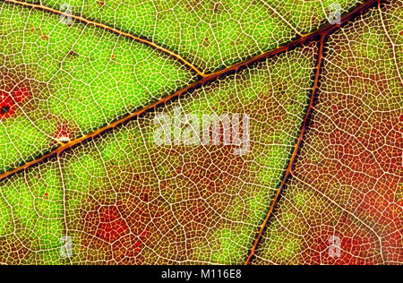 Northern Red Oak, leaf detail in autumn / (Quercus rubra) | Roteiche, Blattdetail im Herbst / (Quercus rubra) Stock Photo
