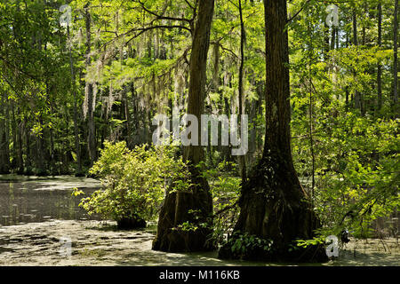 NC01442-00...NORTH CAROLINA - Spanish moss hanging from bald cypress trees growing in Merchant Millpond State Park. Stock Photo