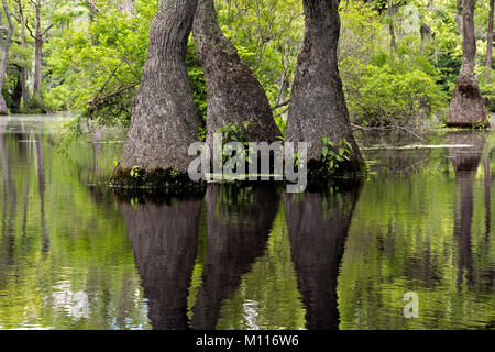 NC01451--00...NORTH CAROLINA - Graceful tupelo gum trees rising out of the cypress swamp reflecting in the still waters of Merchant Millpond in Mercha Stock Photo