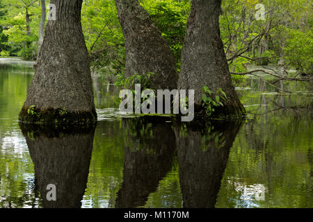 NC01452--00...NORTH CAROLINA - Graceful tupelo gum trees rising out of the cypress swamp and reflecting in the still waters of Merchant Millpond in Me Stock Photo