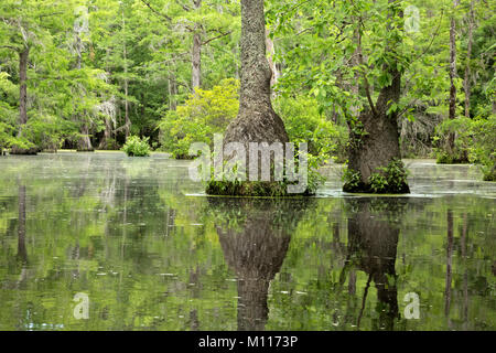 NC01453--00...NORTH CAROLINA - Graceful tupelo gum trees rising out of the cypress swamp and reflecting in the still waters of Merchant Millpond in Me Stock Photo