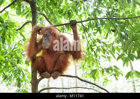 Adult female orangutan hanging from tree branches in Gunung Leuser National Park, Sumatra, Indonesia. Stock Photo