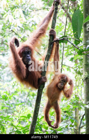 Mother orangutan and her baby hanging from a branch, Gungung Leuser National Park, Indonesia, Sumatra. Stock Photo