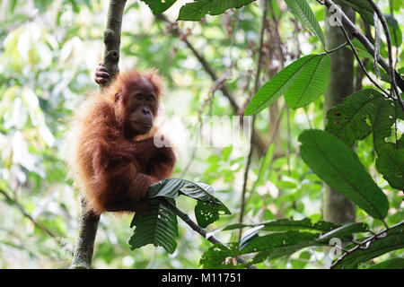 Baby orangutan plays in the rainforest of Gunung Leuser National Park ...