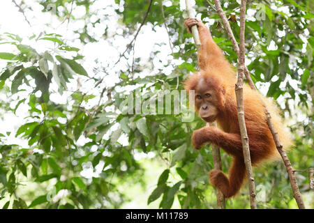 Baby Orangutan Plays In The Rainforest Of Gunung Leuser National Park 