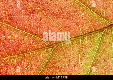 Northern Red Oak, leaf detail in autumn / (Quercus rubra) | Roteiche, Blattdetail im Herbst / (Quercus rubra) Stock Photo
