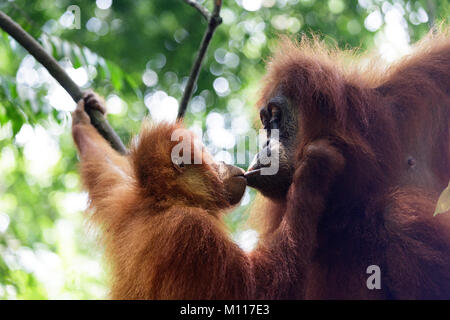 Mother orangutan and her baby kissing each other, Gungung Leuser National Park, Indonesia, Sumatra. Stock Photo