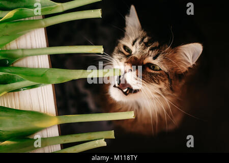 cat eating green plant, showing teeth and big whiskers. beautiful cat with funny emotions biting stem on black background. space for text Stock Photo
