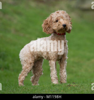 cockapoo Stock Photo