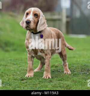 english cocker spaniel Stock Photo
