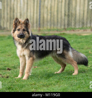 german shepherd dog Stock Photo