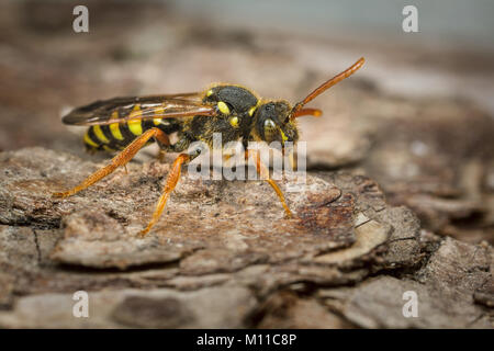 A female Gooden's Nomad Bee - Nomada goodeniana - on a piece of bark. This is cuckoo bee that attacks the nests of Andrena Mining Bees. Stock Photo