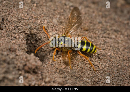 A female Nomada goodeniana (Gooden's Nomad Bee) cuckoo-bee investigating an Andrena mining-bee burrow. Stock Photo