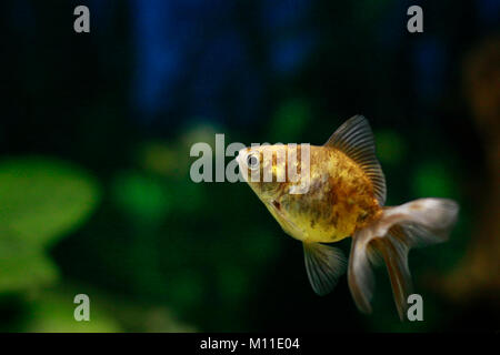 Fish and pet. Goldfish Oranda in the tank. Stock Photo