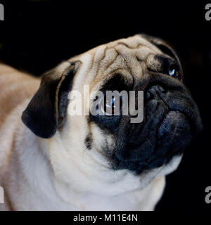 Pug dog close-up on black background, looking away Stock Photo